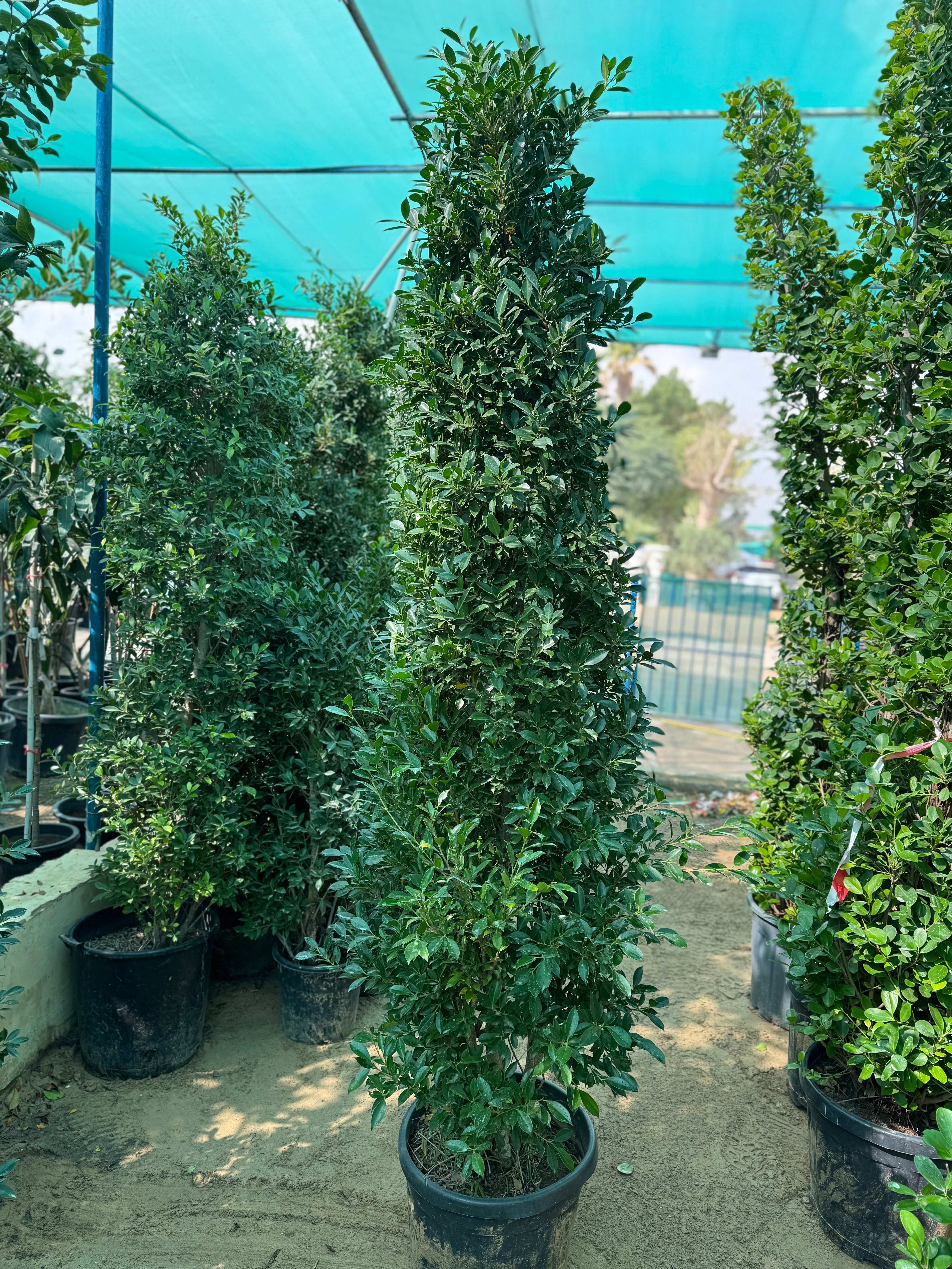 Ficus Nitida