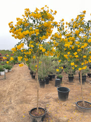 Tecoma Plant 2.7 cm– Yellow Flower (Outdoor) with Nursery Pot