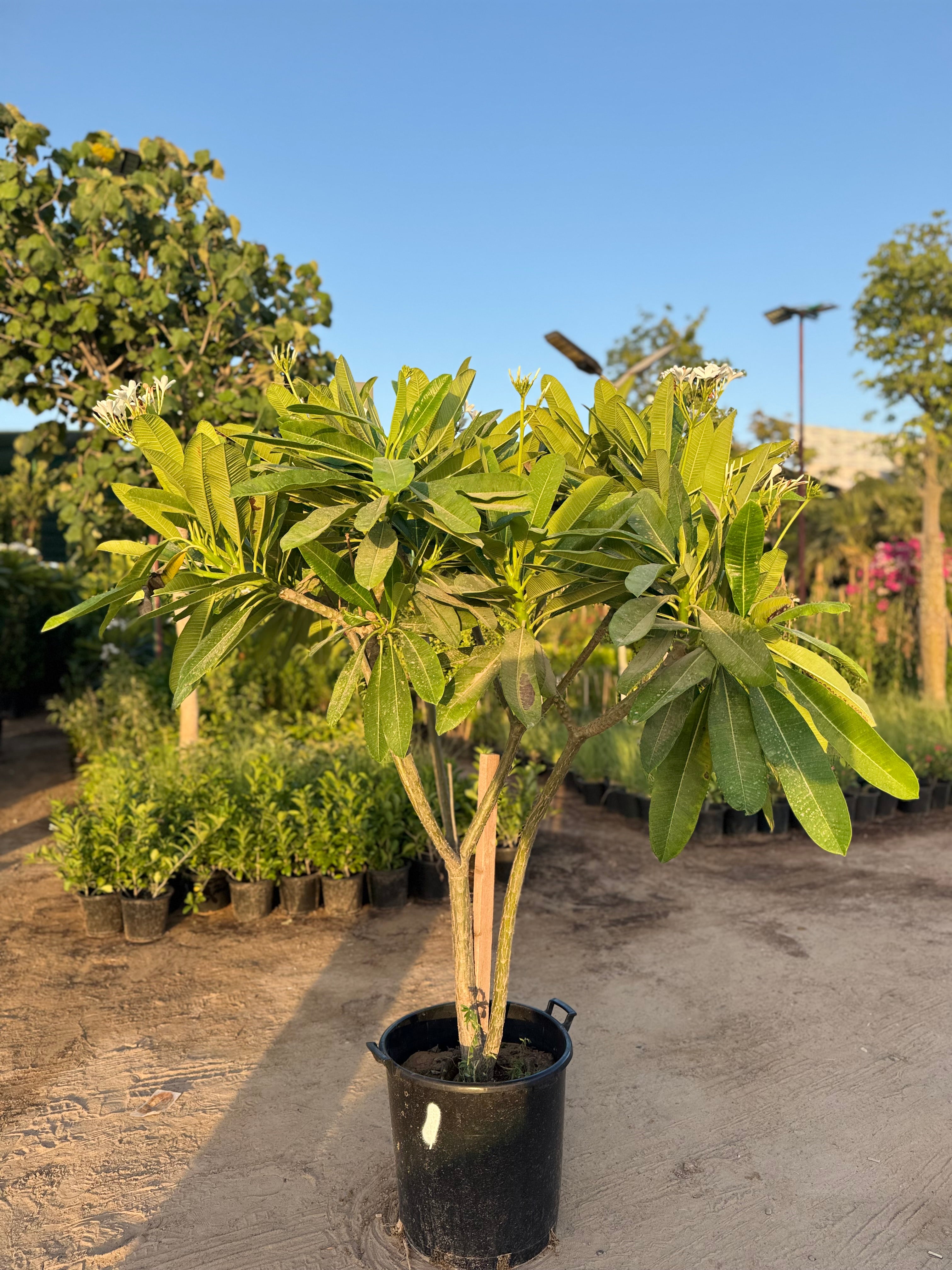 Plumeria Plant – 200CM (With Nursery Pot)