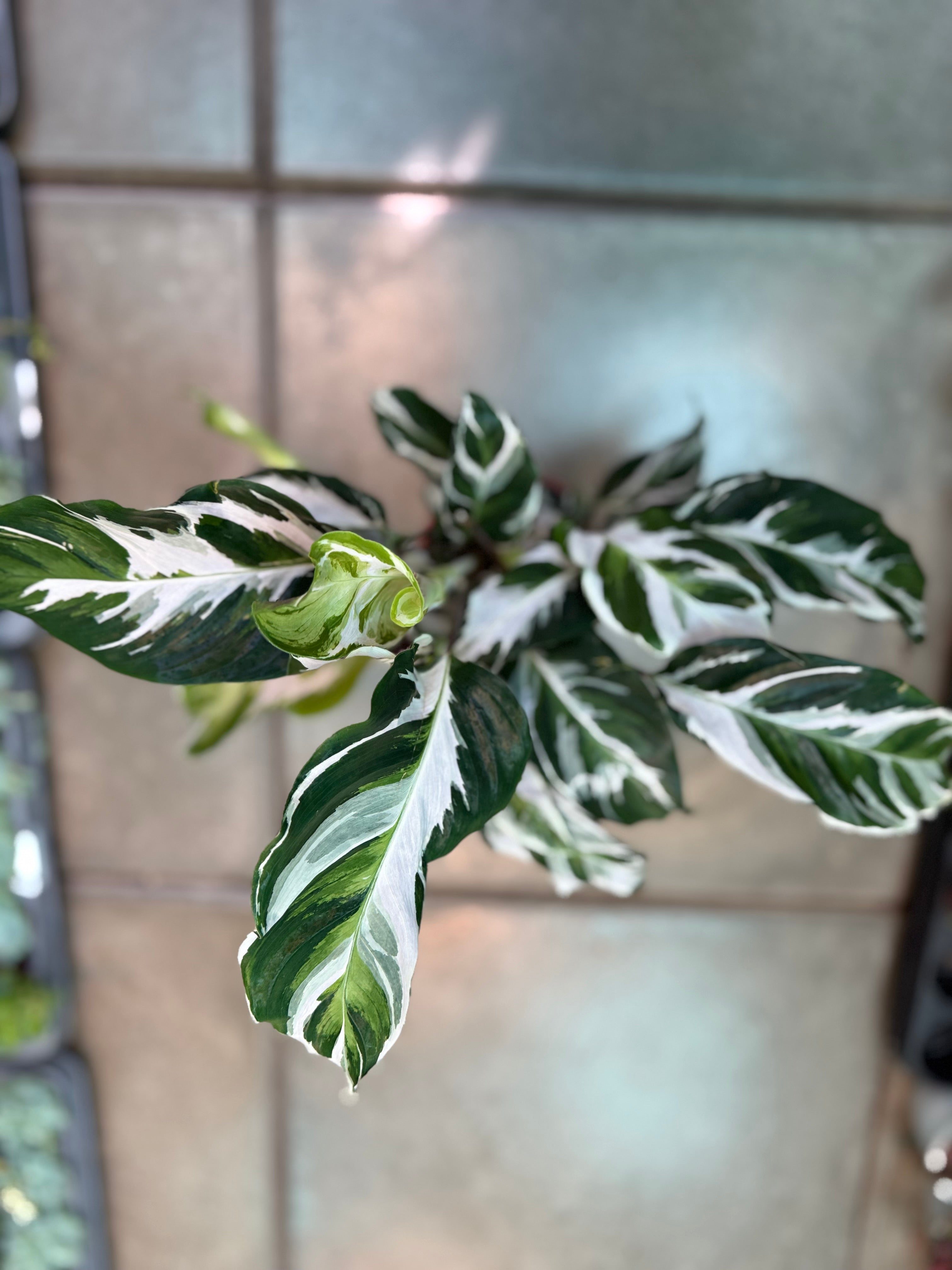 calathea white fusion