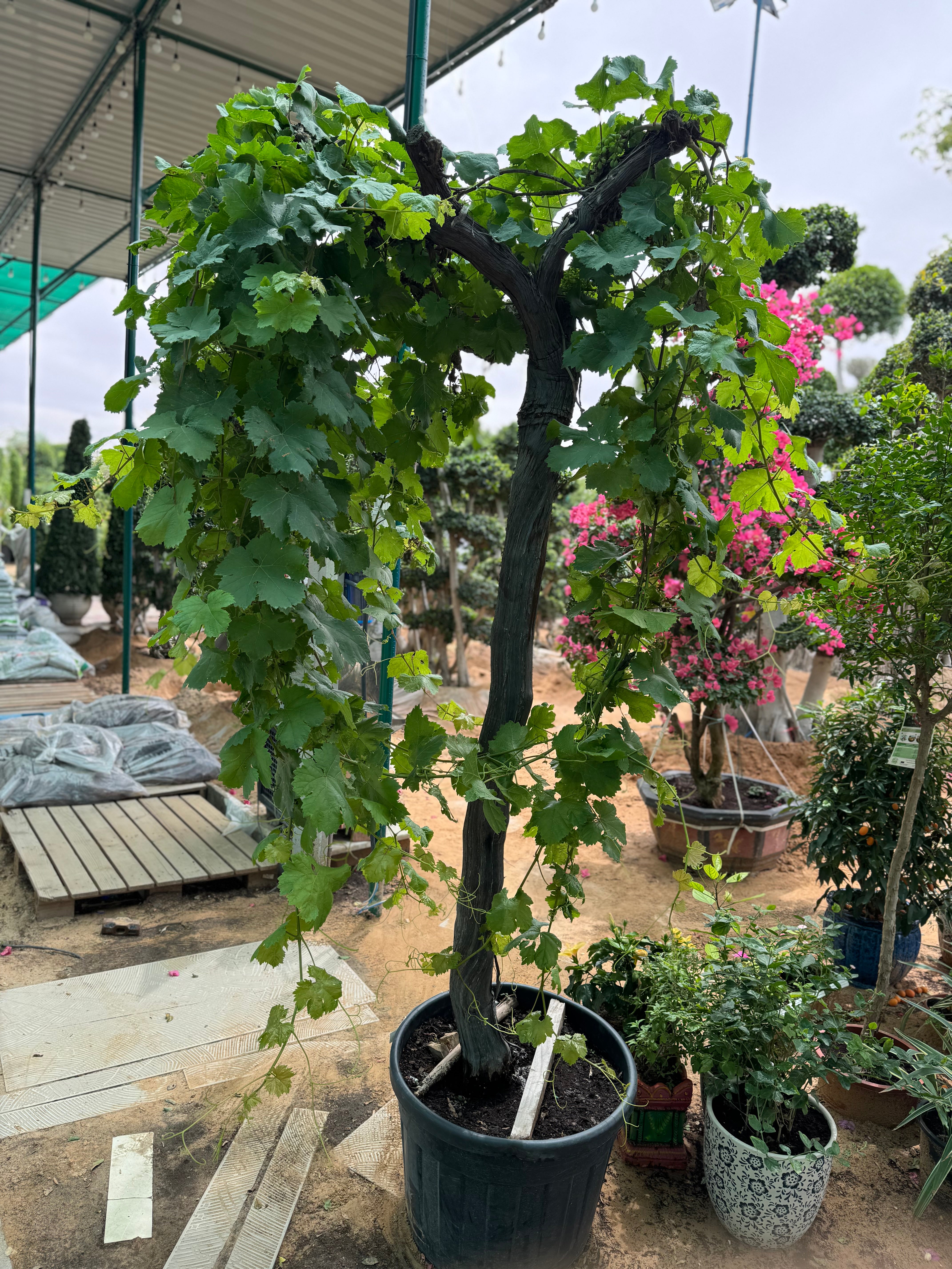 Grape Vine Plant (Vitis) – With Nursery Pot
