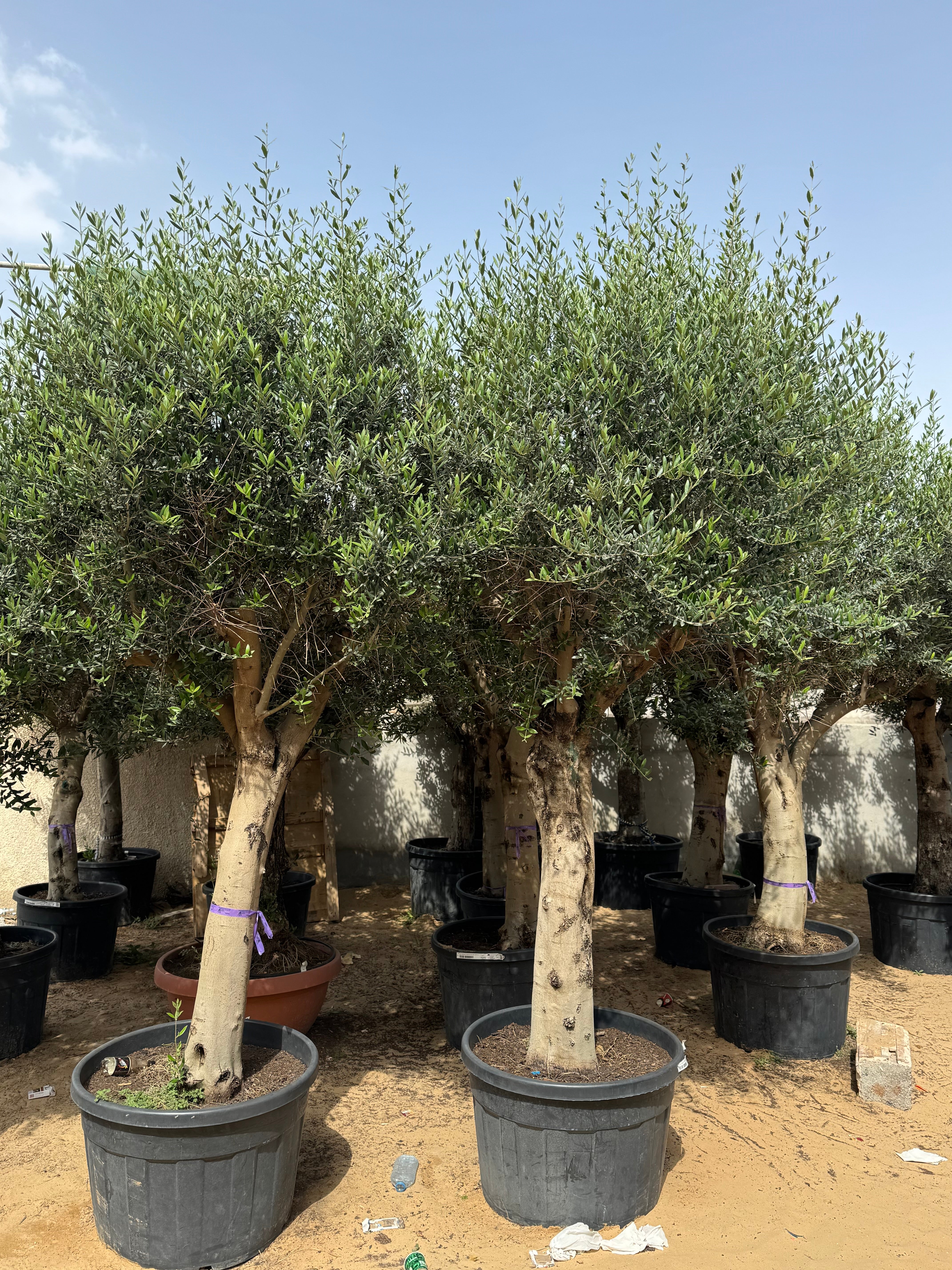 3 Meter Olive Tree (Olea Europaea)