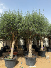 3 Meter Olive Tree (Olea Europaea)