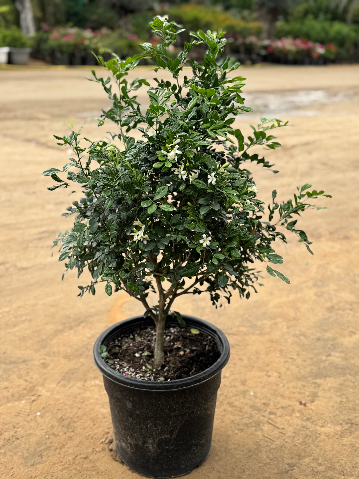Murraya / Jasmine Plant – 100 cm with Nursery Pot