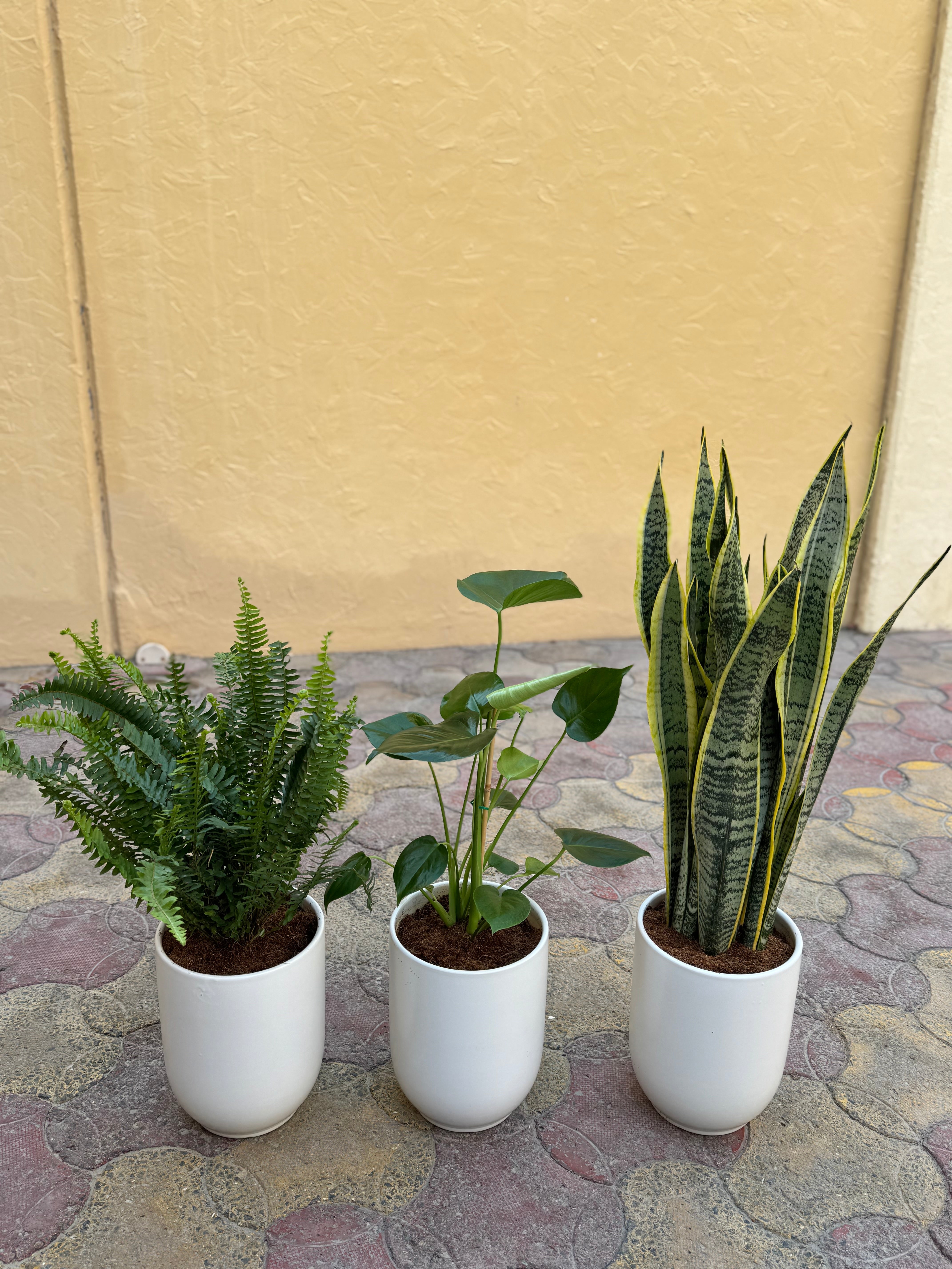 Beginner’s Indoor Plant Bundle – Set of 3 Easy-Care Plants