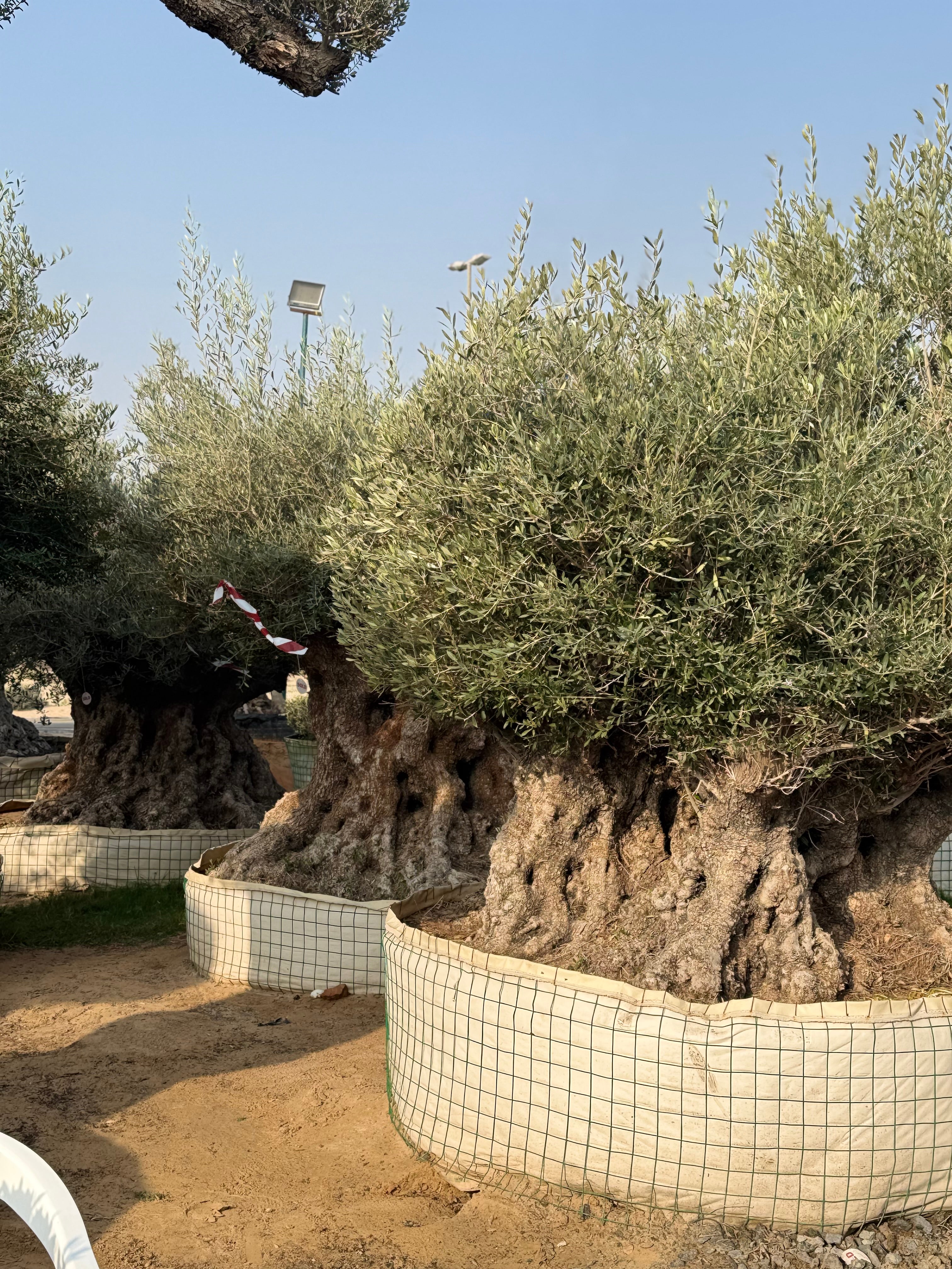 Ancient Olive Tree – Majestic & Timeless Statement Tree