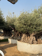 Ancient Olive Tree – Majestic & Timeless Statement Tree