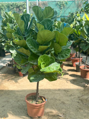 🌿 Ficus Lyrata Fiddle Leaf Fig Plant in White Ceramic Pot (150 – 170 cm)