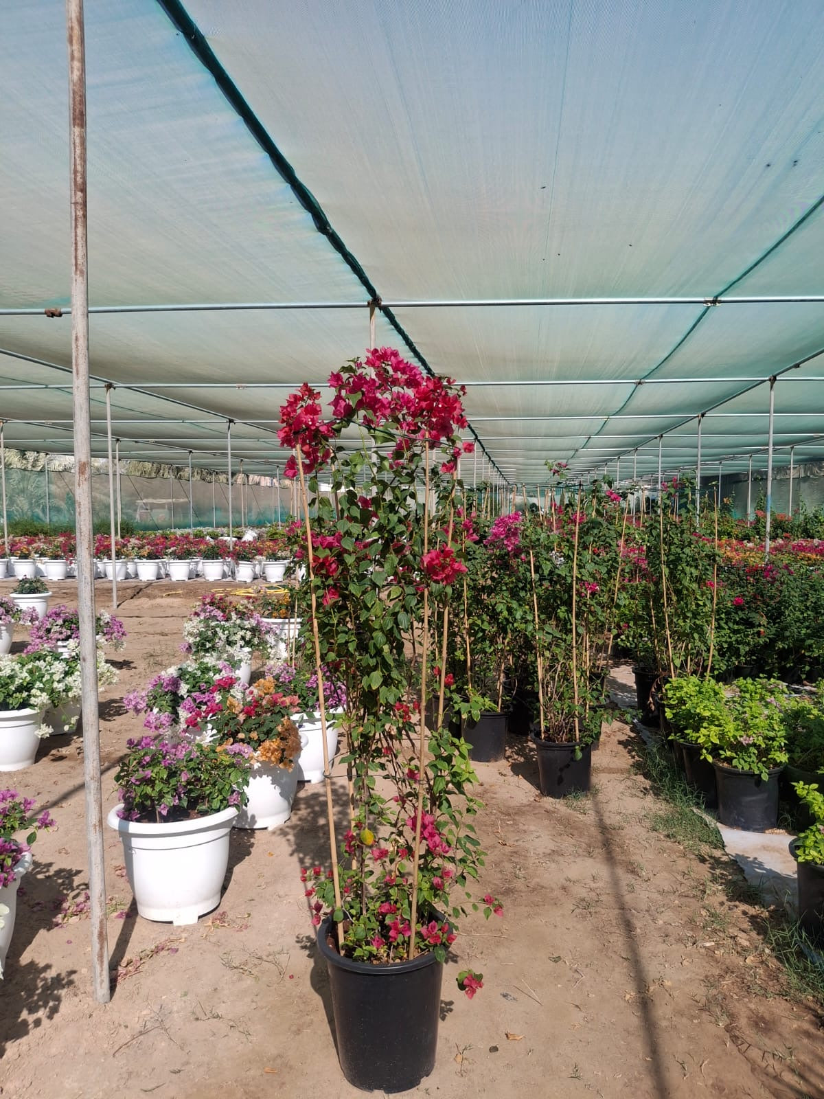 Bougainvillea Tall