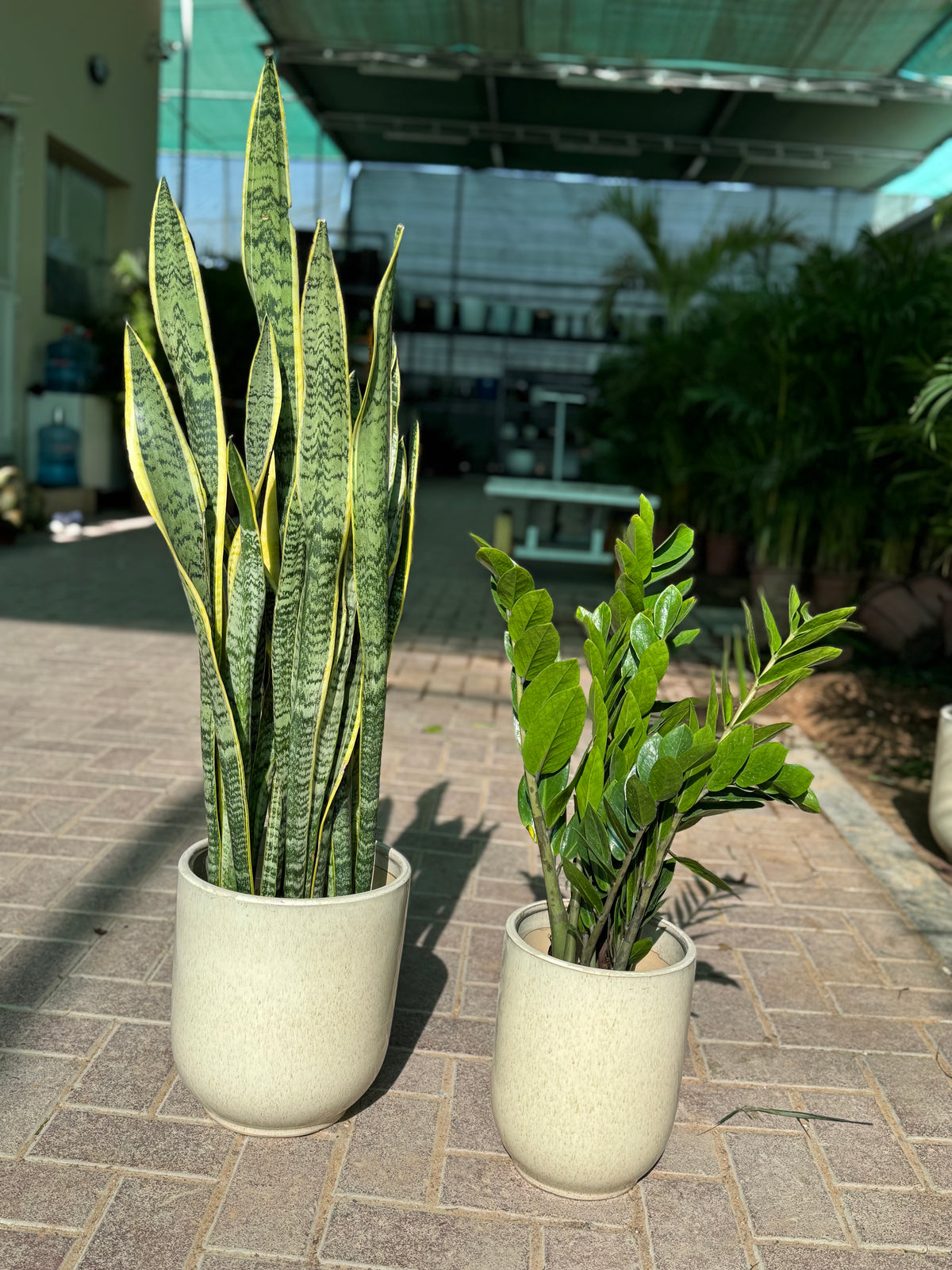 Snake Plant & Zamia Plant Combo – Indoor Plants with Pot
