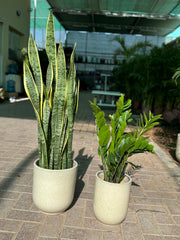Snake Plant & Zamia Plant Combo – Indoor Plants with Pot