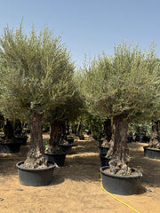 3M Old Trunk Olive Tree (Including Nursery Pot)