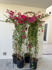 4 Bougainvillea Bundle Offer – 200 cm (Nursery Pots)