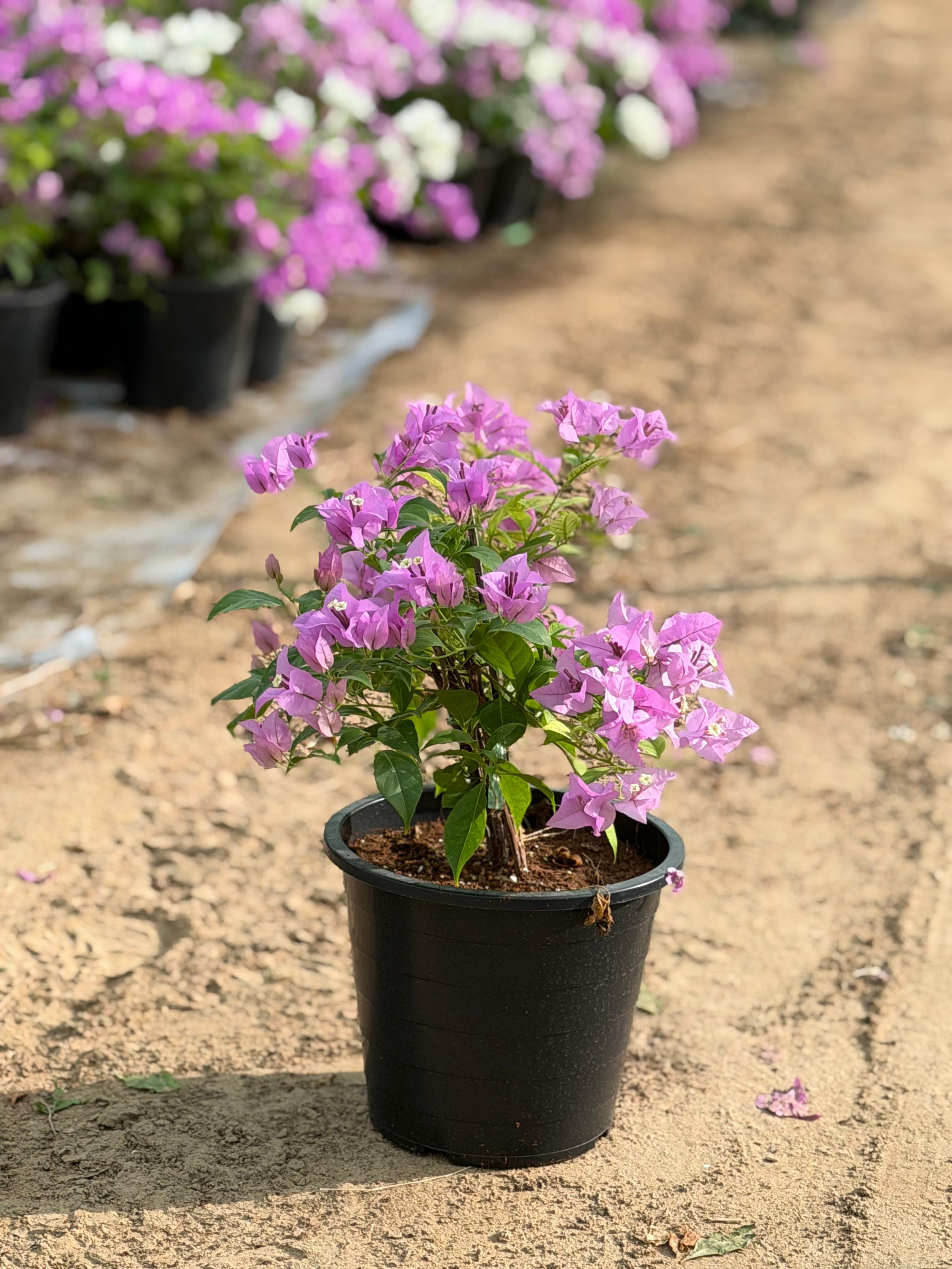 Bougainvillea Mix Color