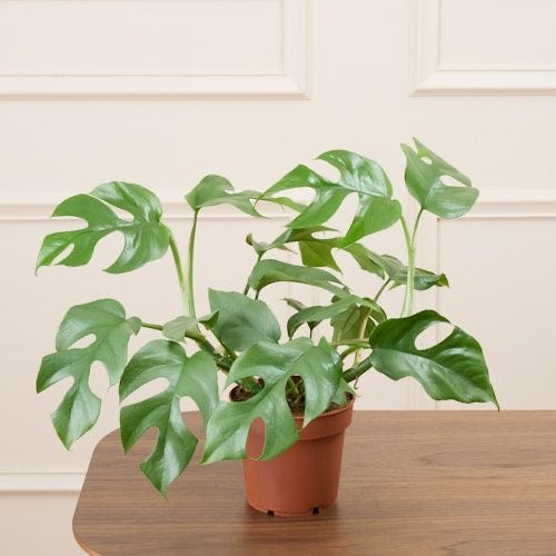 Monstera Minima