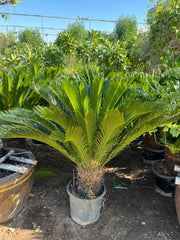 Cycas Revoluta in Dubai