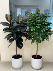 Rubber Plant & Chamaedorea Bundle in White Ceramic Pot 140 to 150 cm