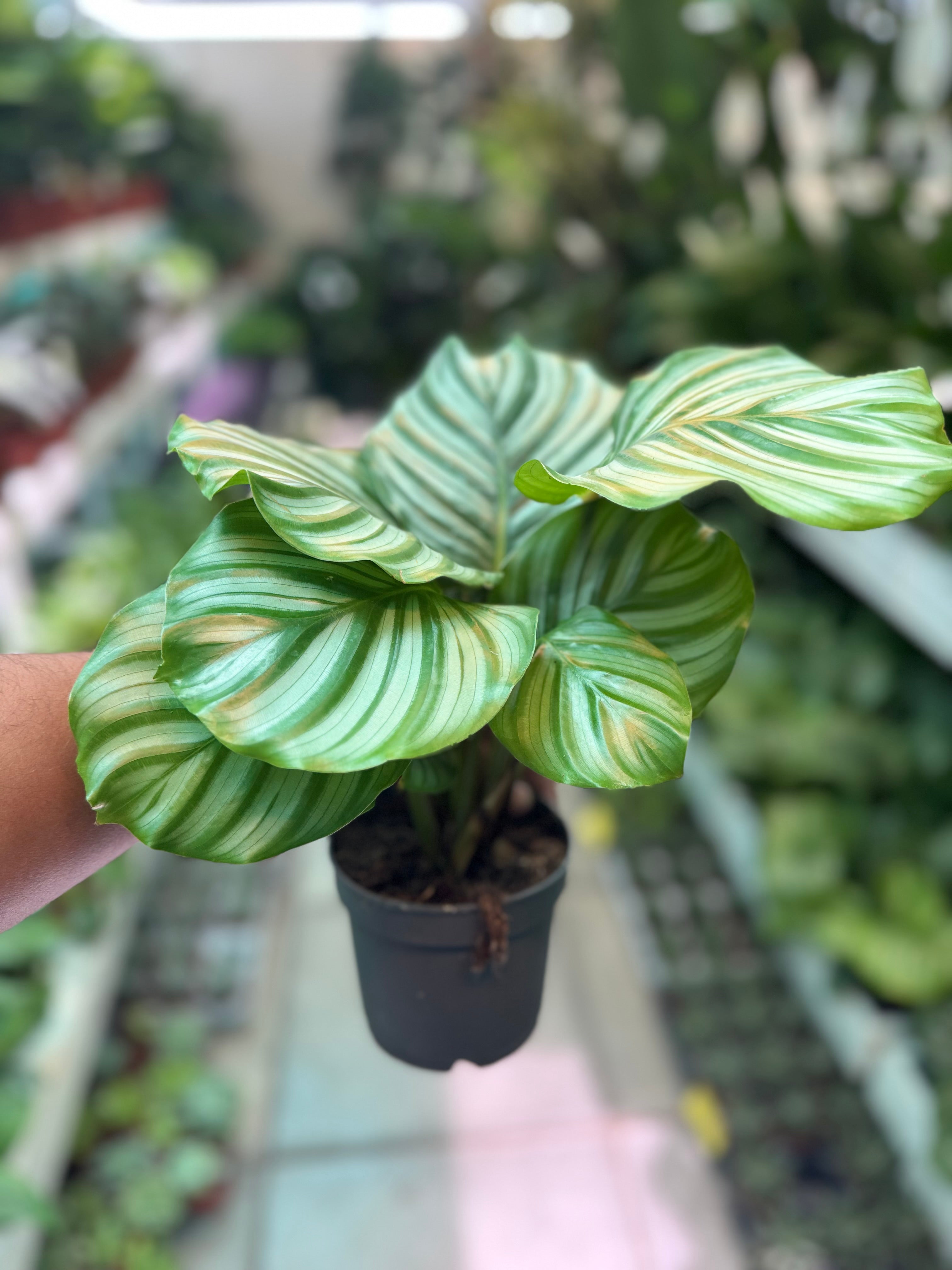 Calathea Orbifolia small