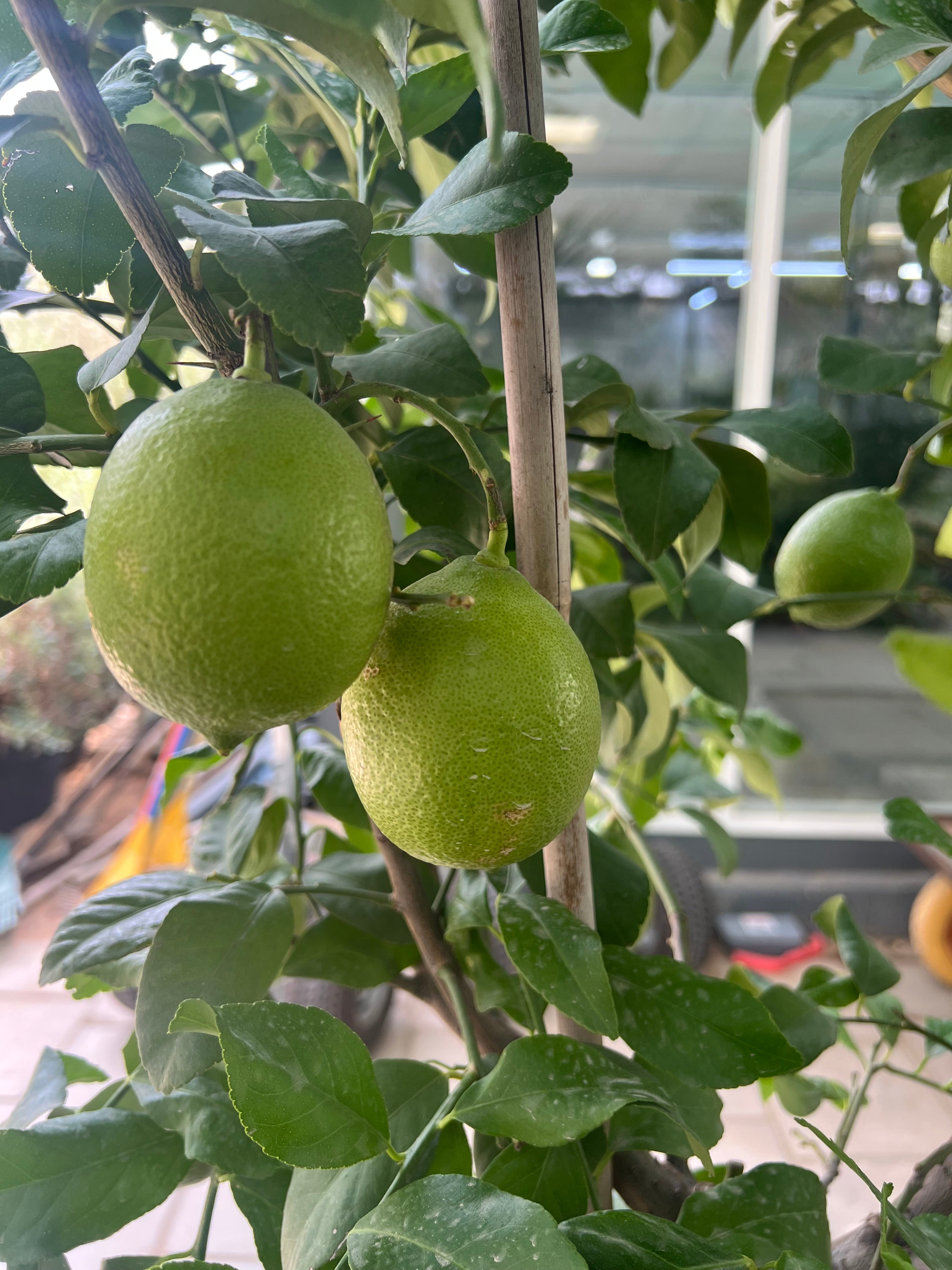 Citrus Lime Tree 200cm