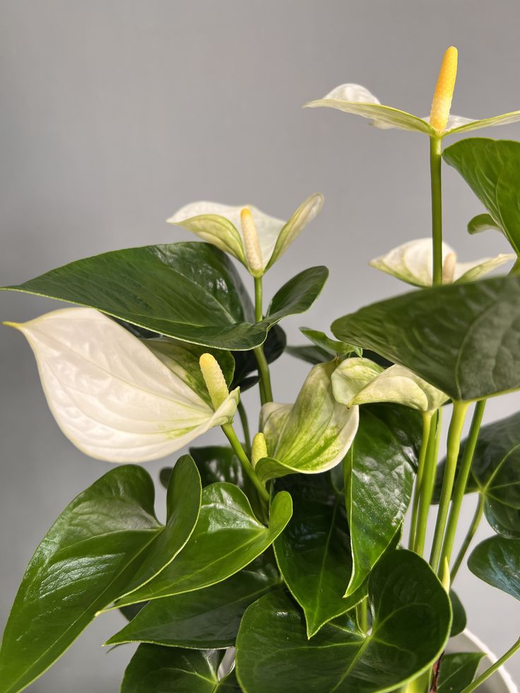 Anthurium White