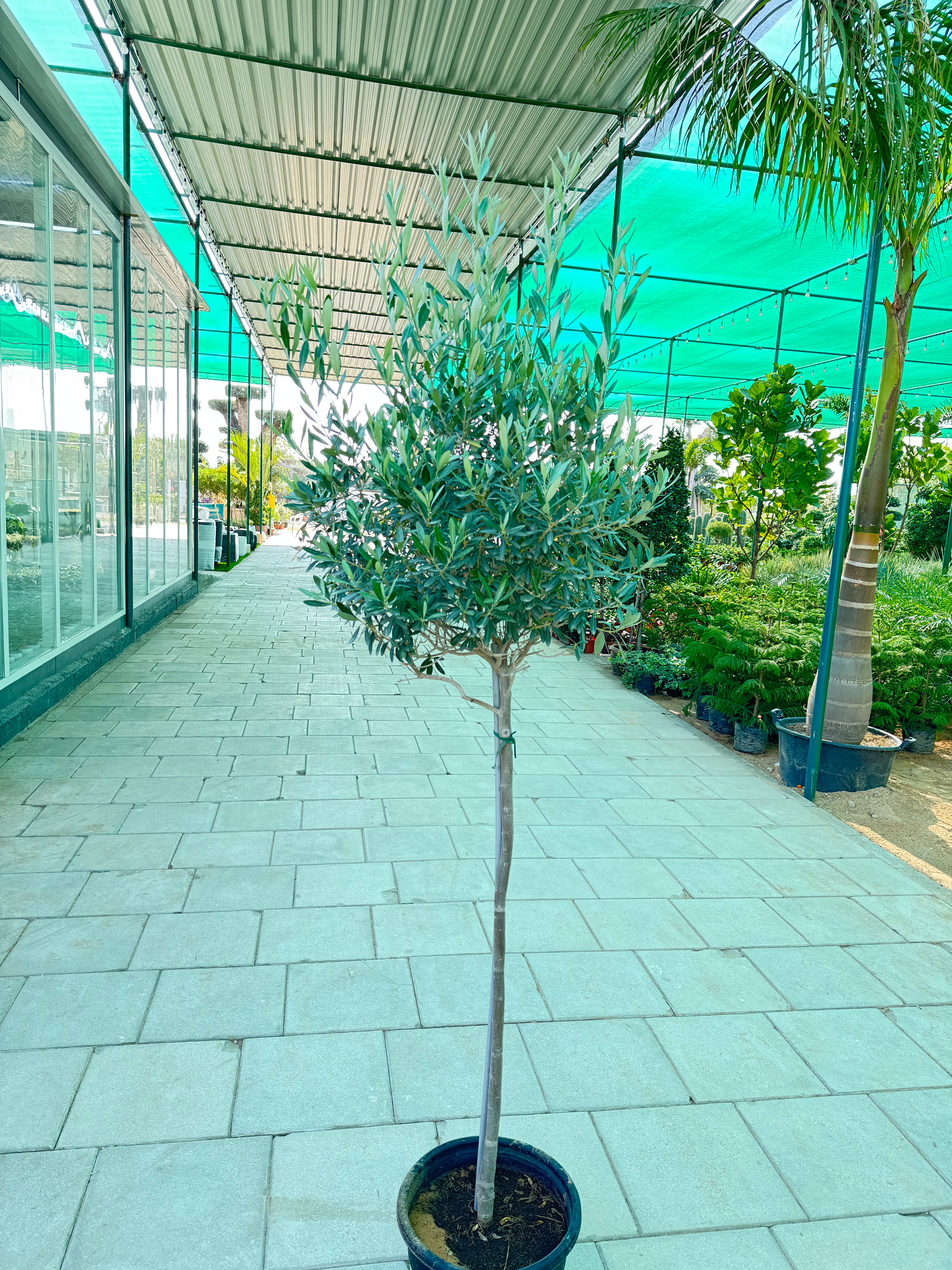 Olive Trees