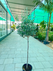 Olive Trees