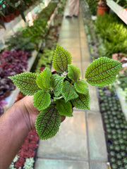 Pilea ‘Moon Valley’