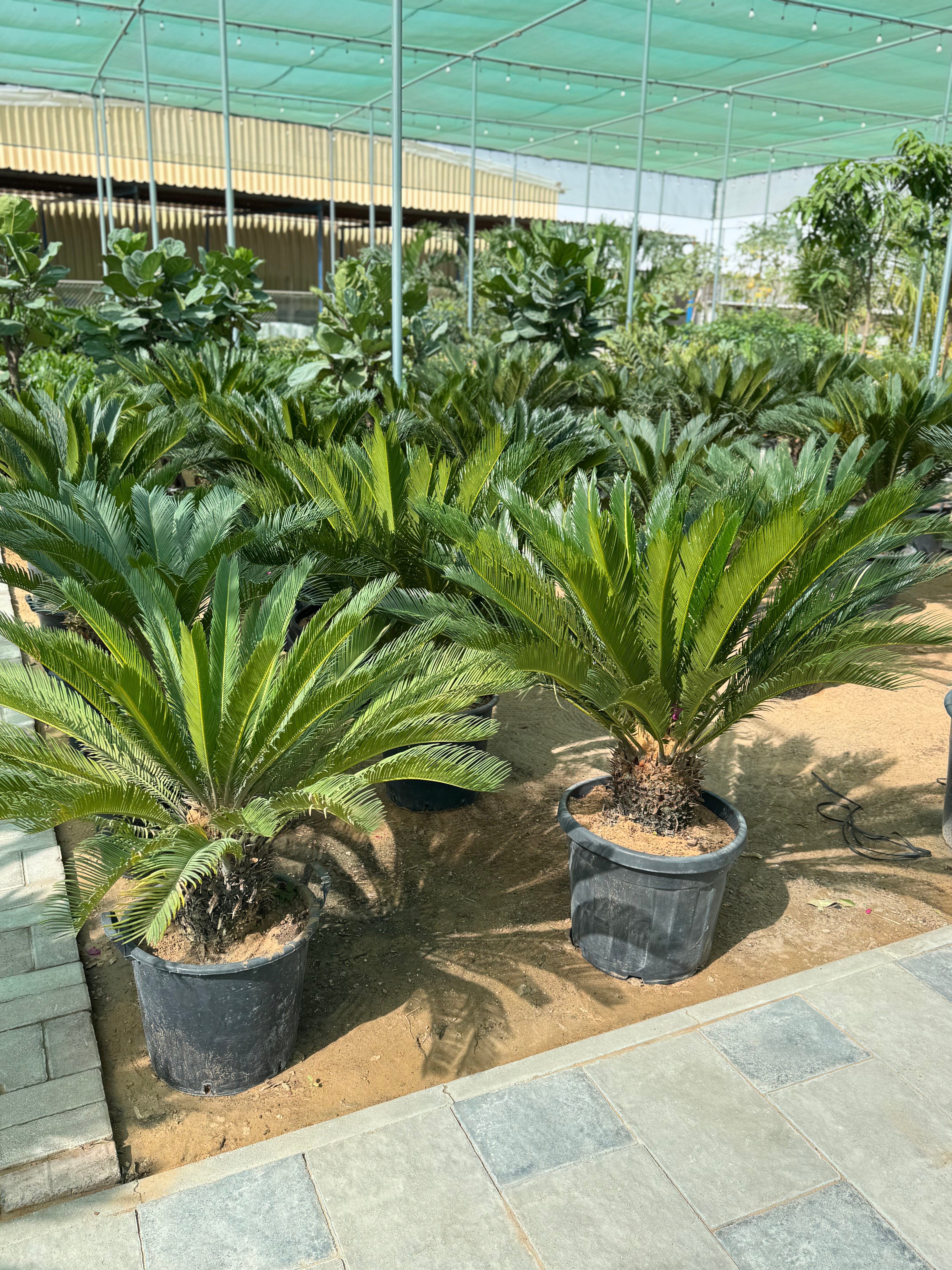 Cycas / sago palm nursery pot 140 cm