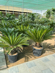 Cycas / sago palm nursery pot 140 cm