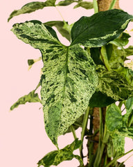 Syngonium Mottled Mojito