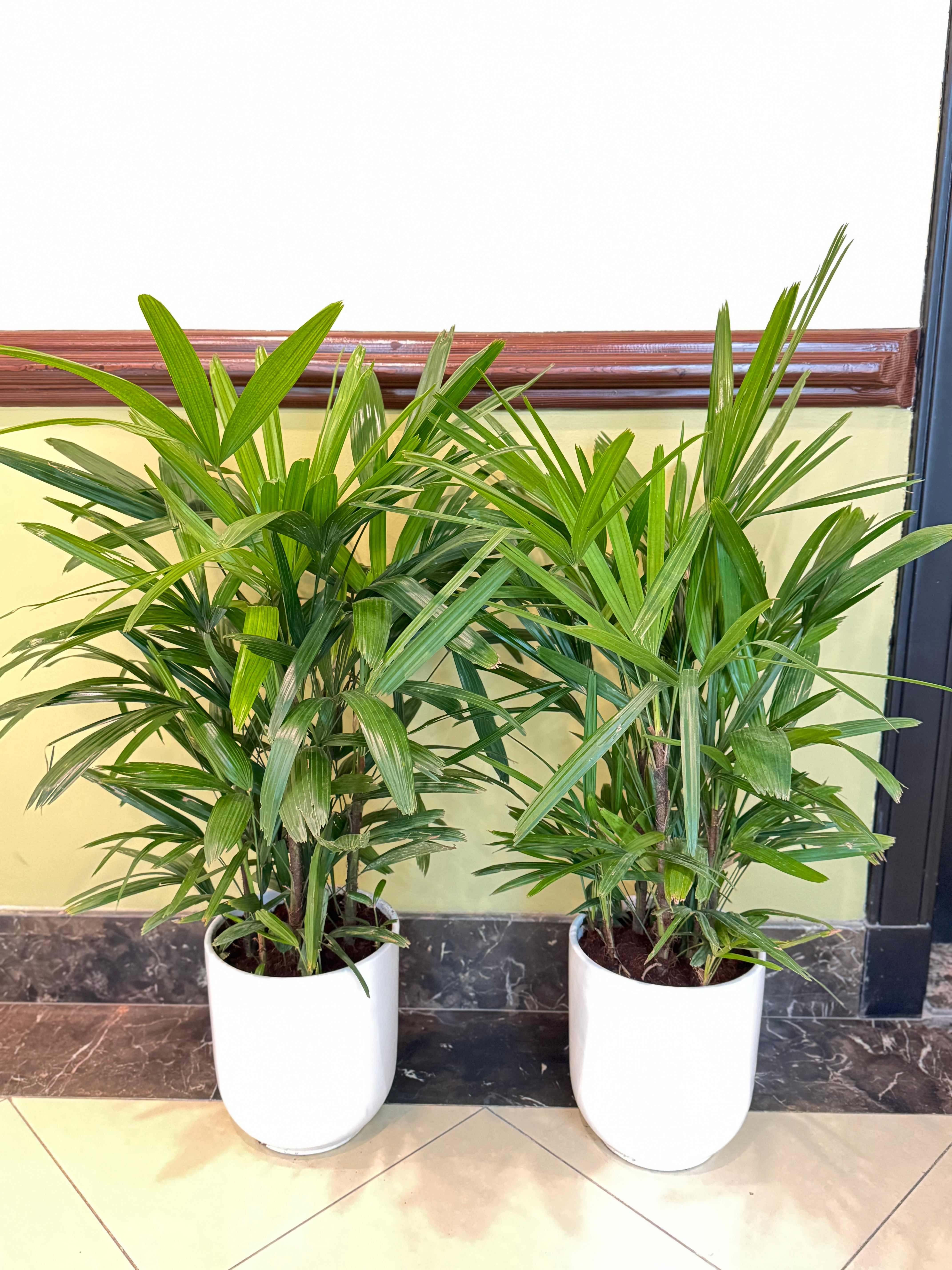 Bundle Offer – 2 x Lady Palm (Rhapis Palm) | 100 CM with Ceramic Pots