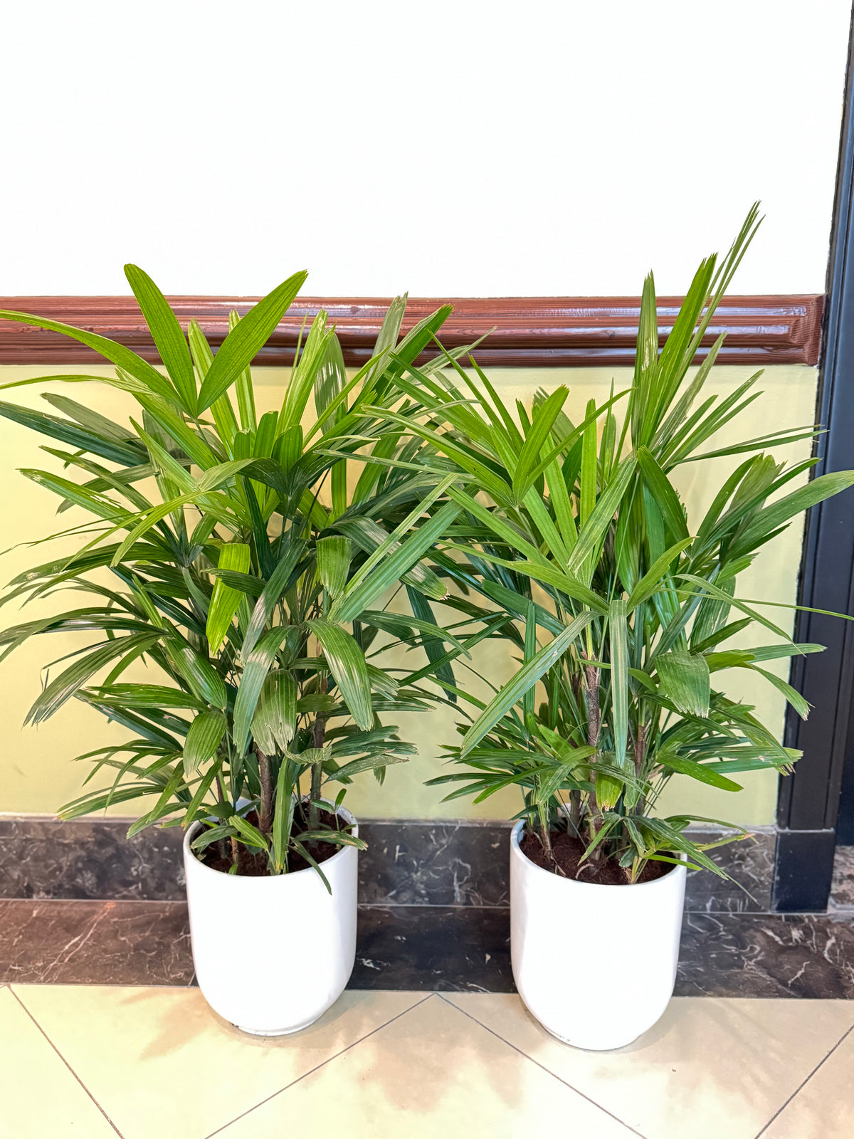 Bundle Offer – 2 x Lady Palm (Rhapis Palm) | 100 CM with Ceramic Pots