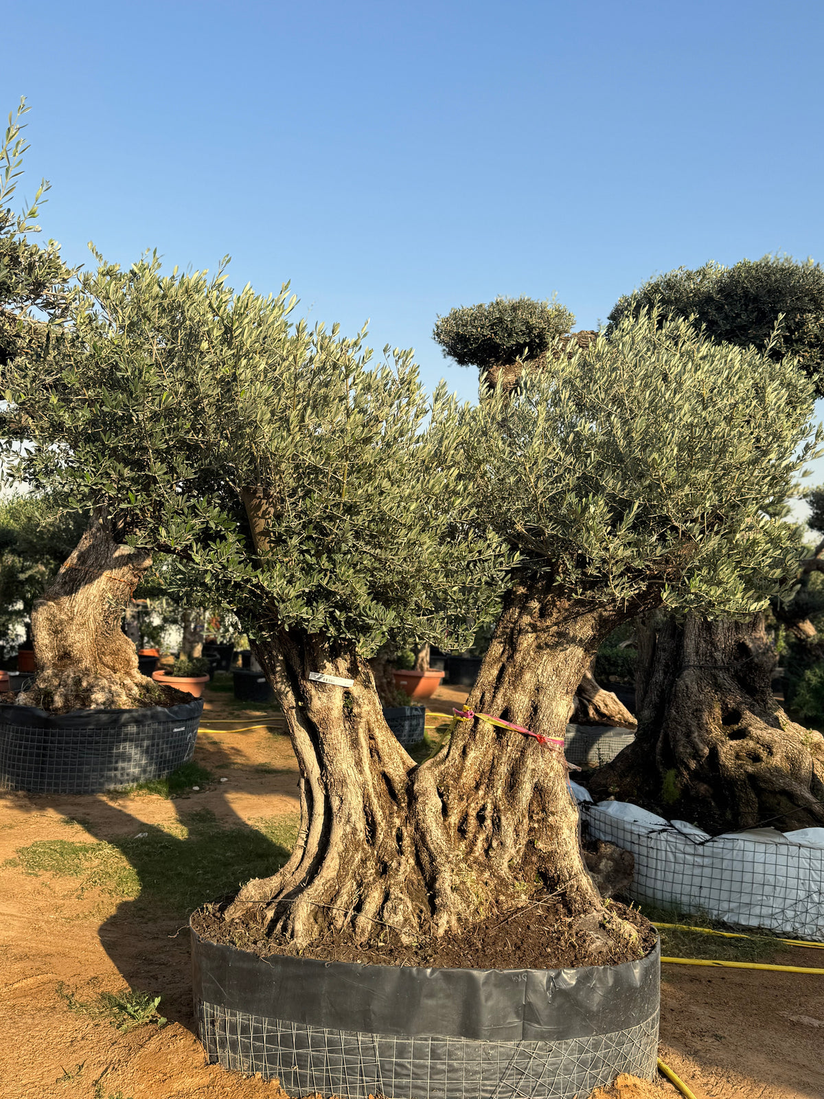200-Year-Old Olive Tree – Ancient Trunk Masterpiece