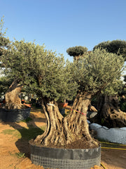 200-Year-Old Olive Tree – Ancient Trunk Masterpiece