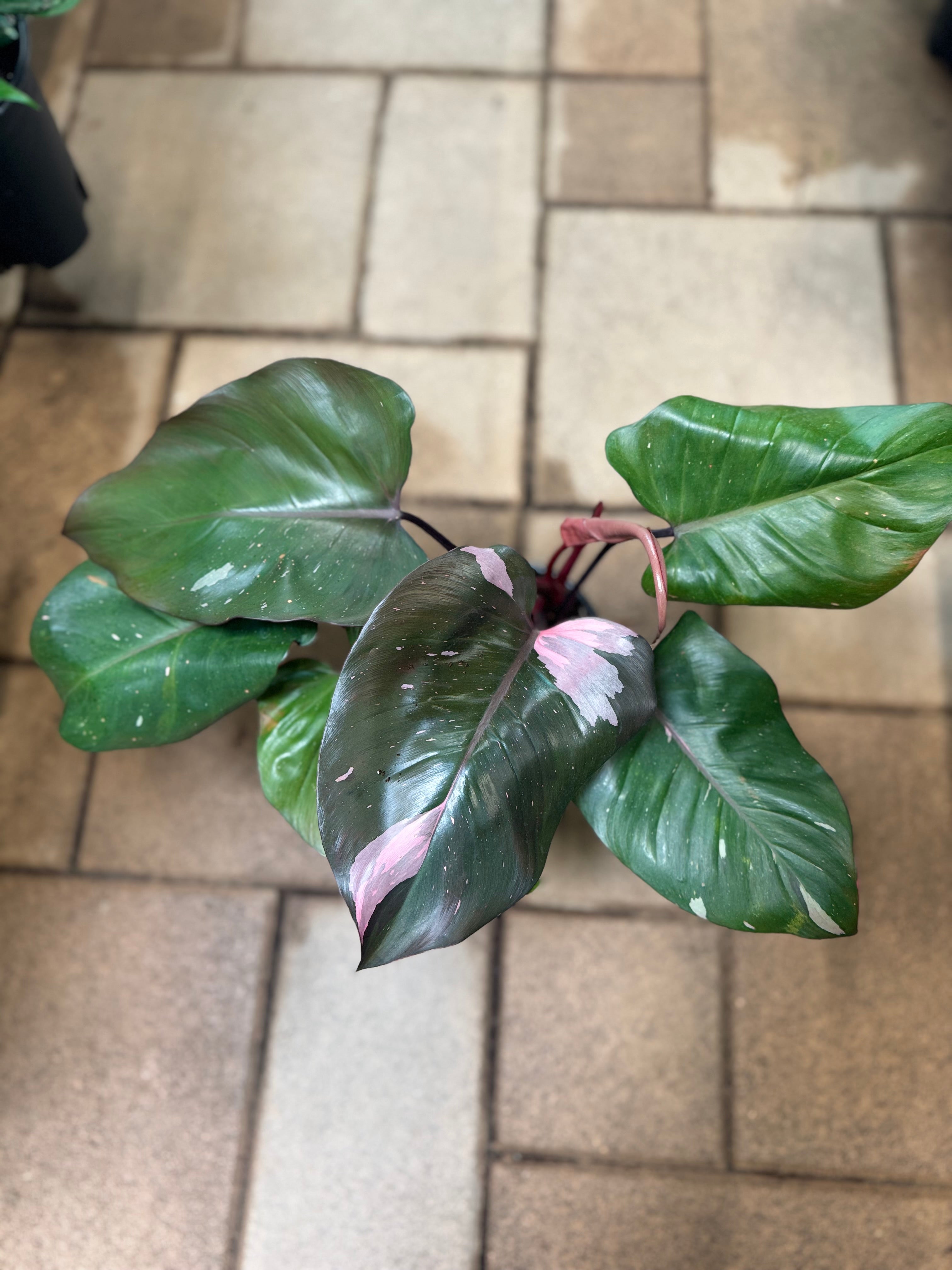 Philodendron pink Princess