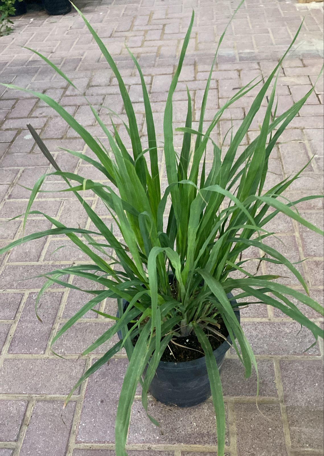 Lemon Grass