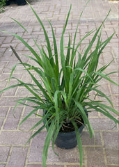 Lemon Grass