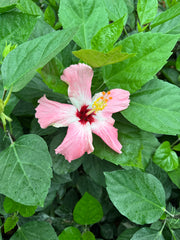 Hibiscus Plant with Nursery Pot 40 to 50 cm