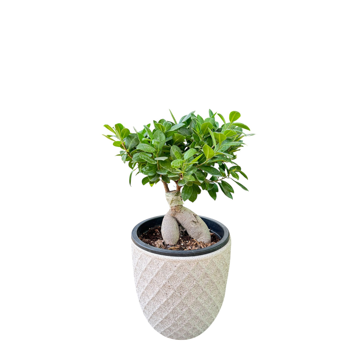 Ficus Ginseng Bonsai – 30 CM (Nursery Pot)