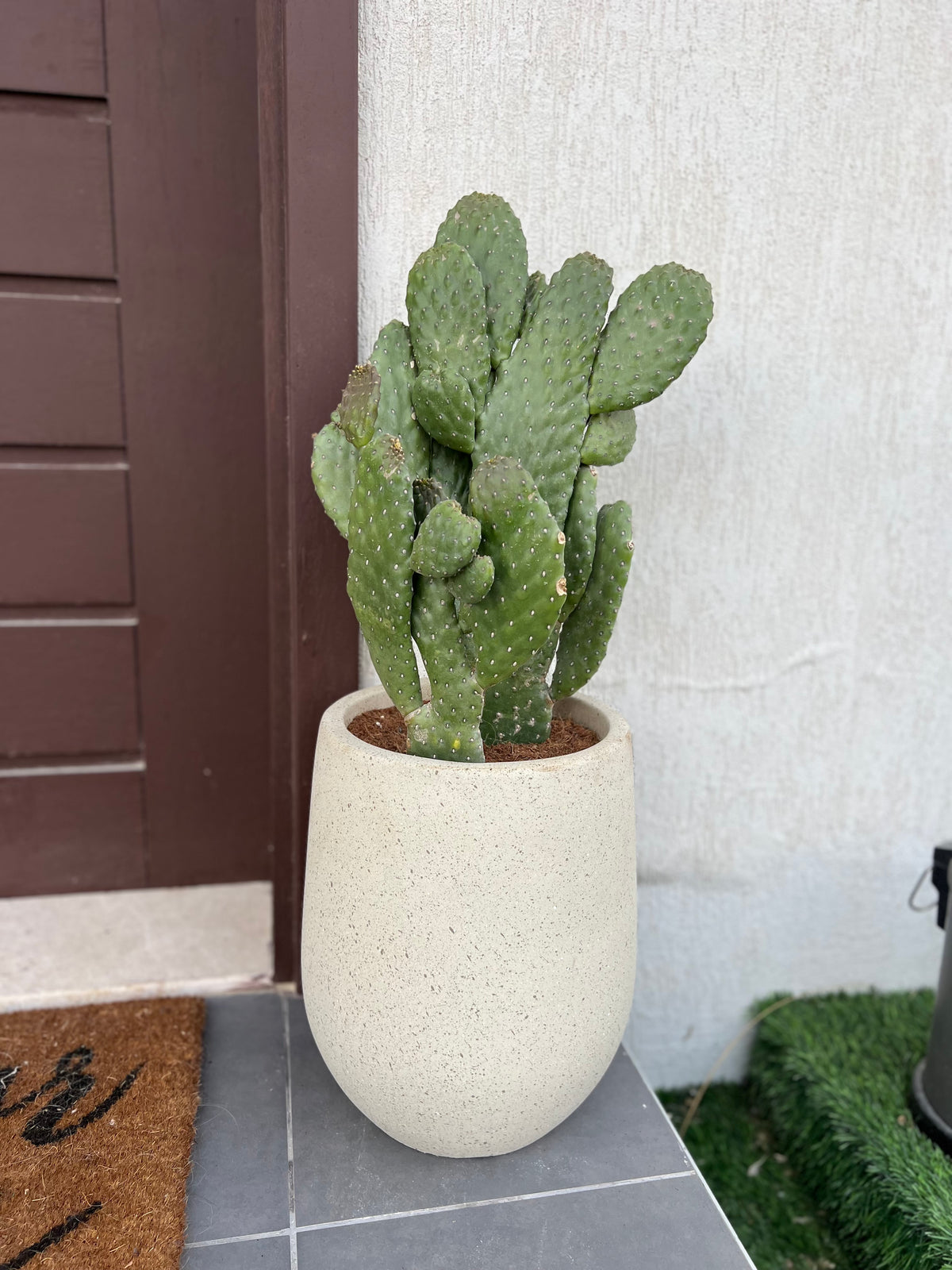 Bunny Cactus with Beige Fiber Clay Pot + Free Nursery pot Cactus