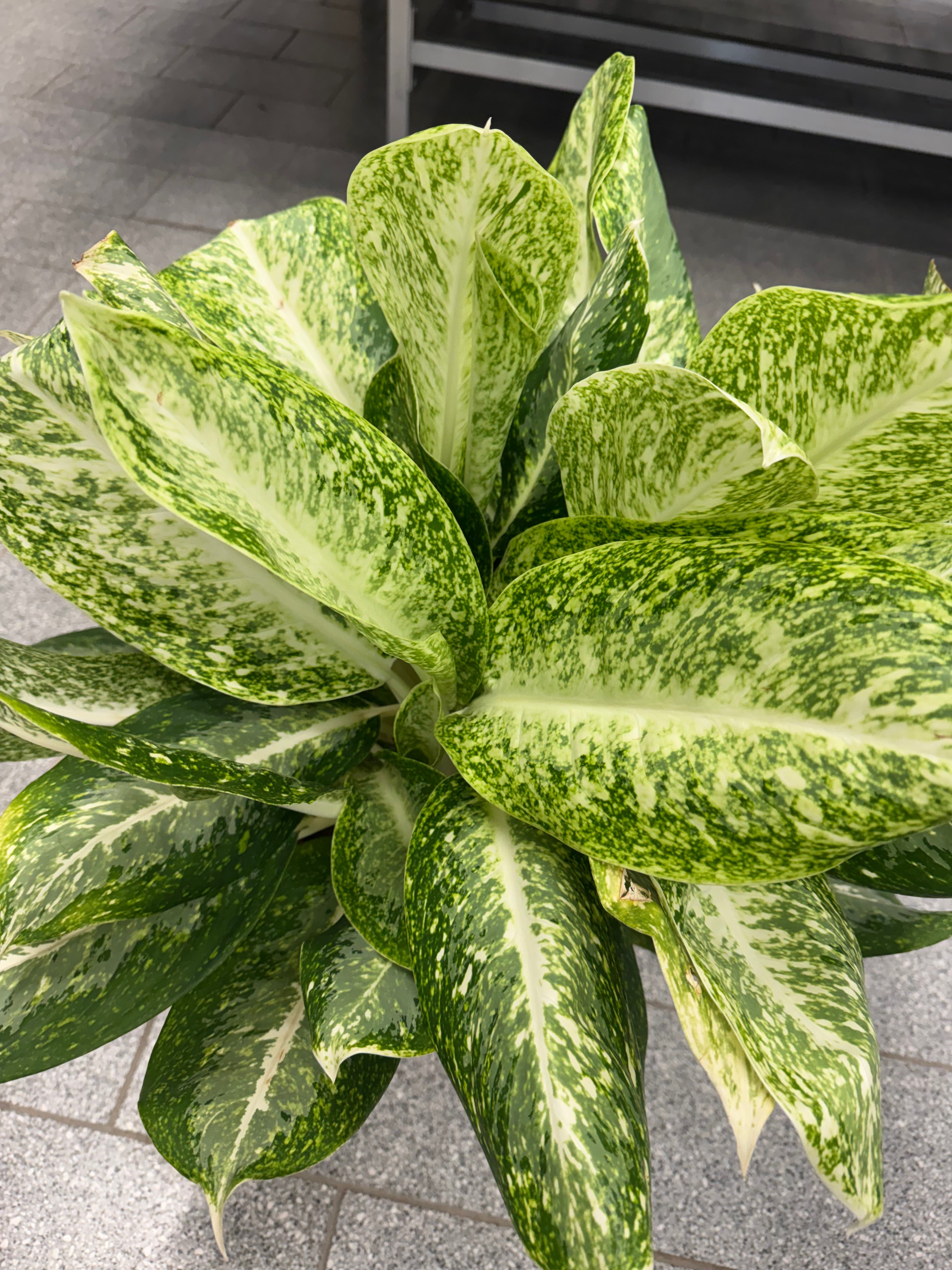 Aglaonema Snow White – 45 cm Nursery Pot