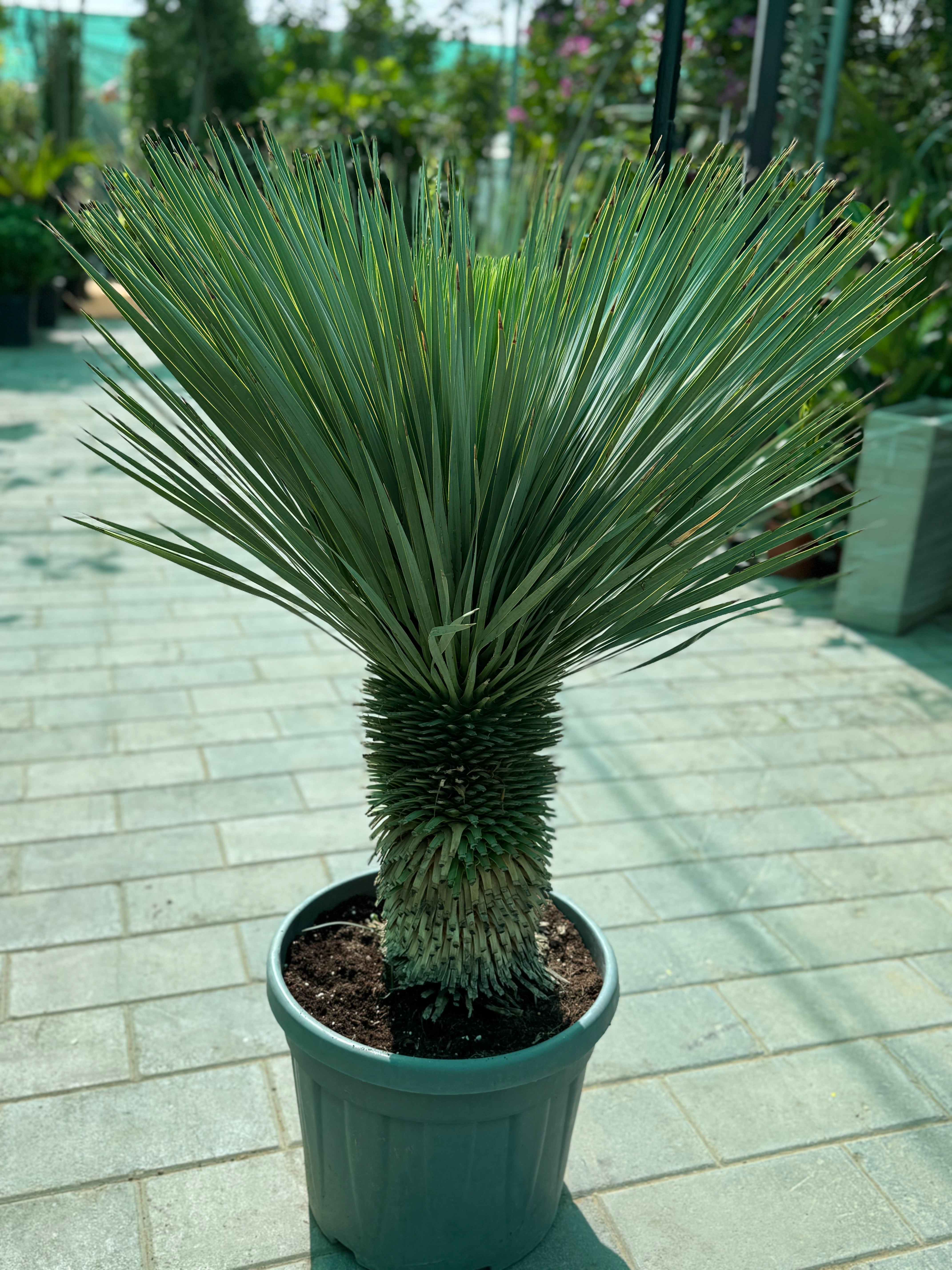 Yucca Rostrata – Premium Architectural