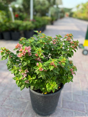 Bougainvillea (Pink Pixie)