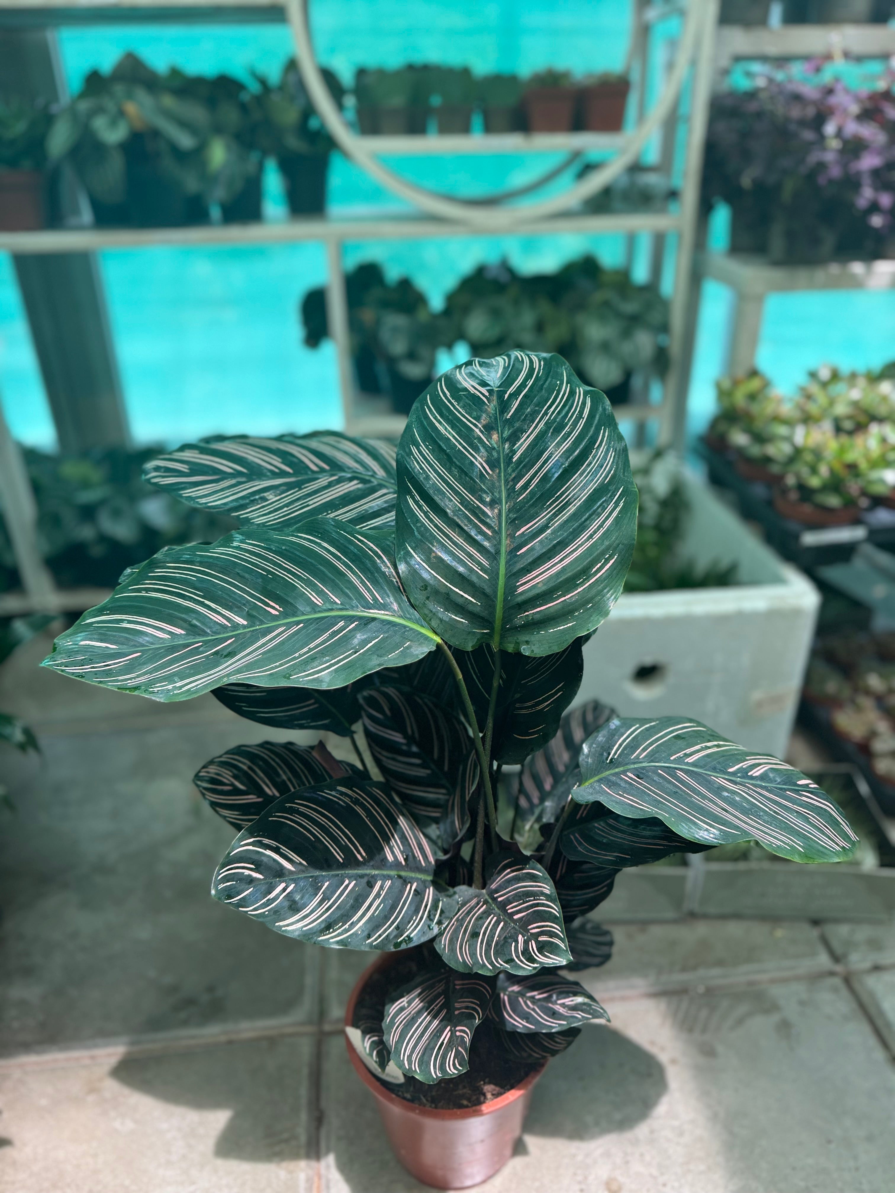 Calathea Ornata