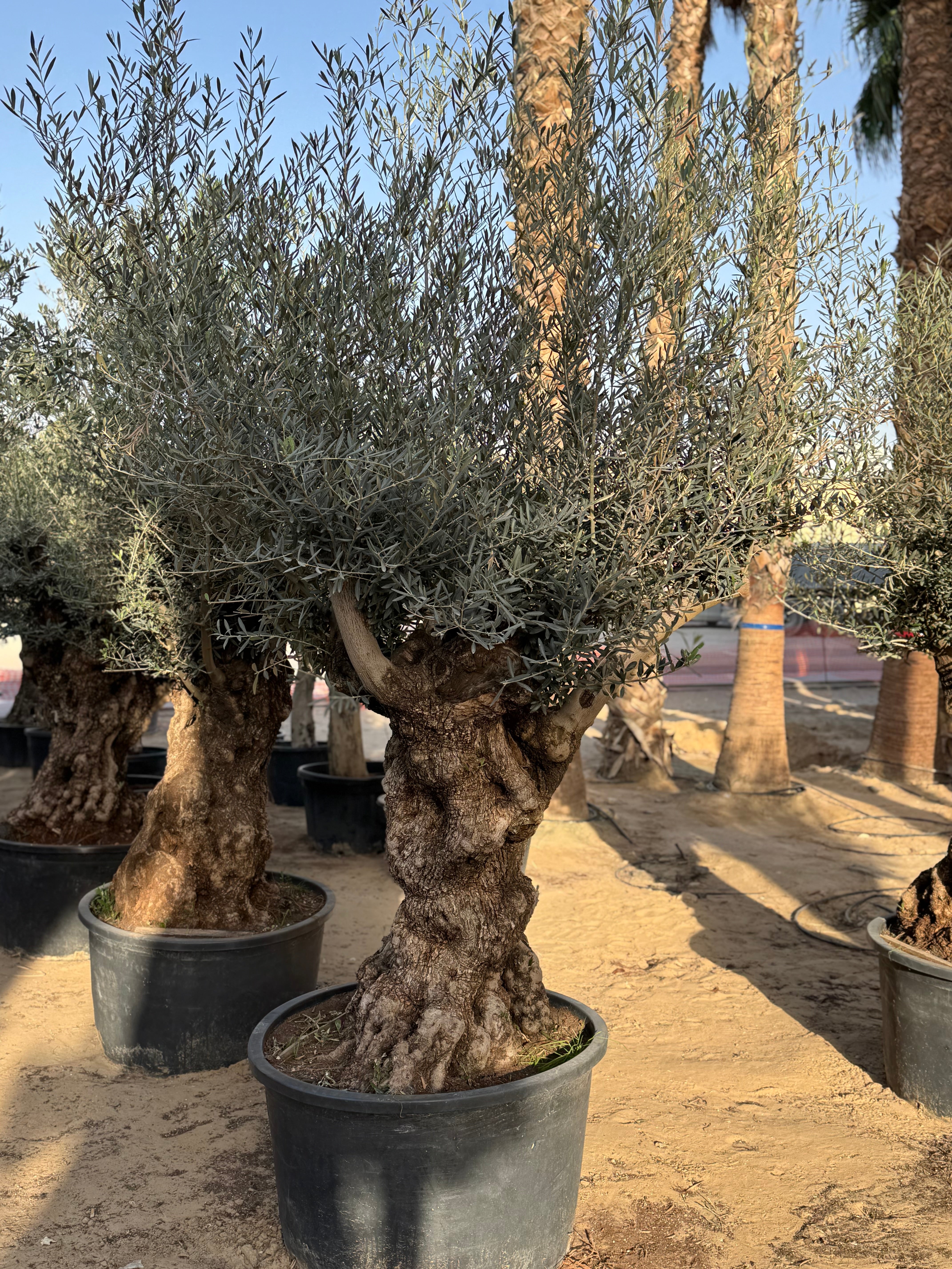 Olive Tree – Gnarled Old Trunk | Height approx. 2.3 m (230cm)