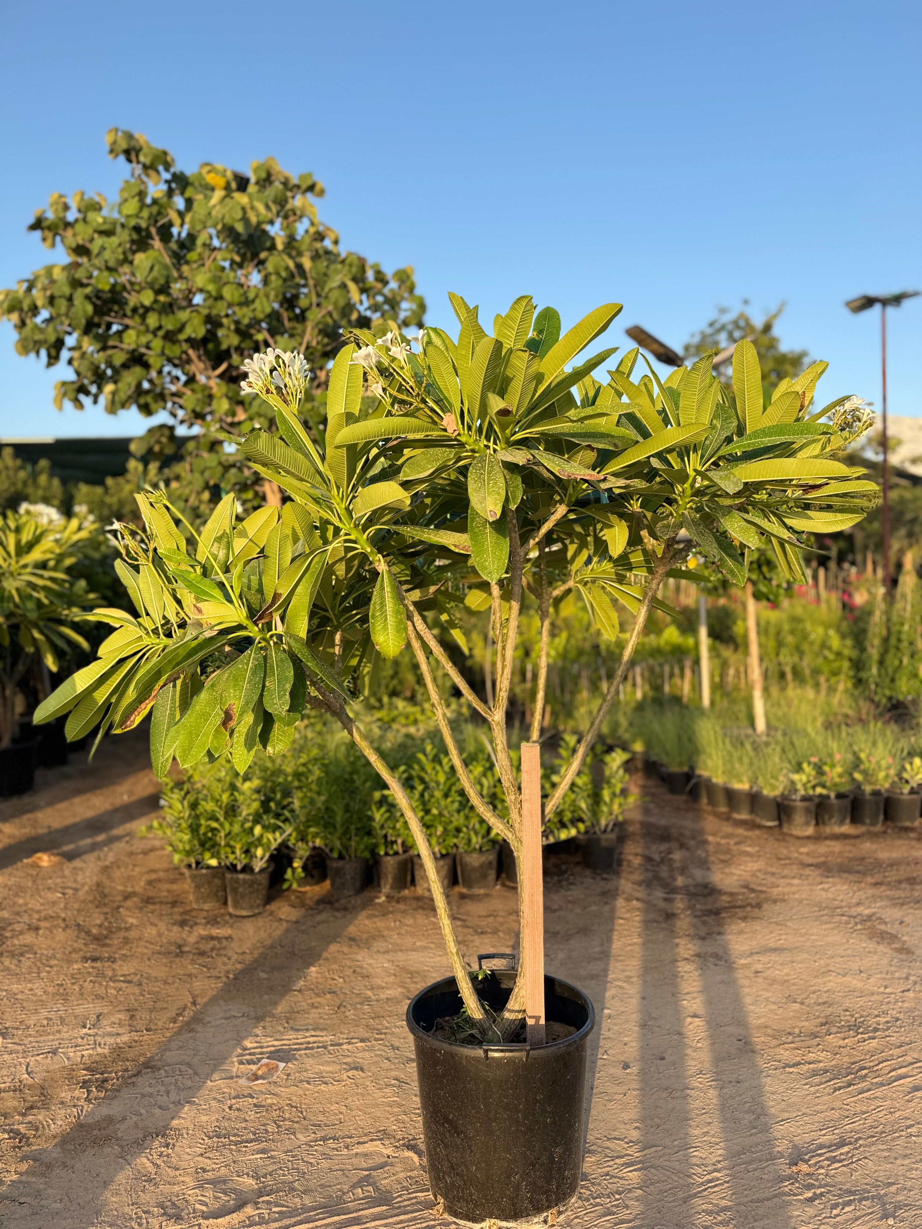 Plumeria Plant – 200CM (With Nursery Pot)