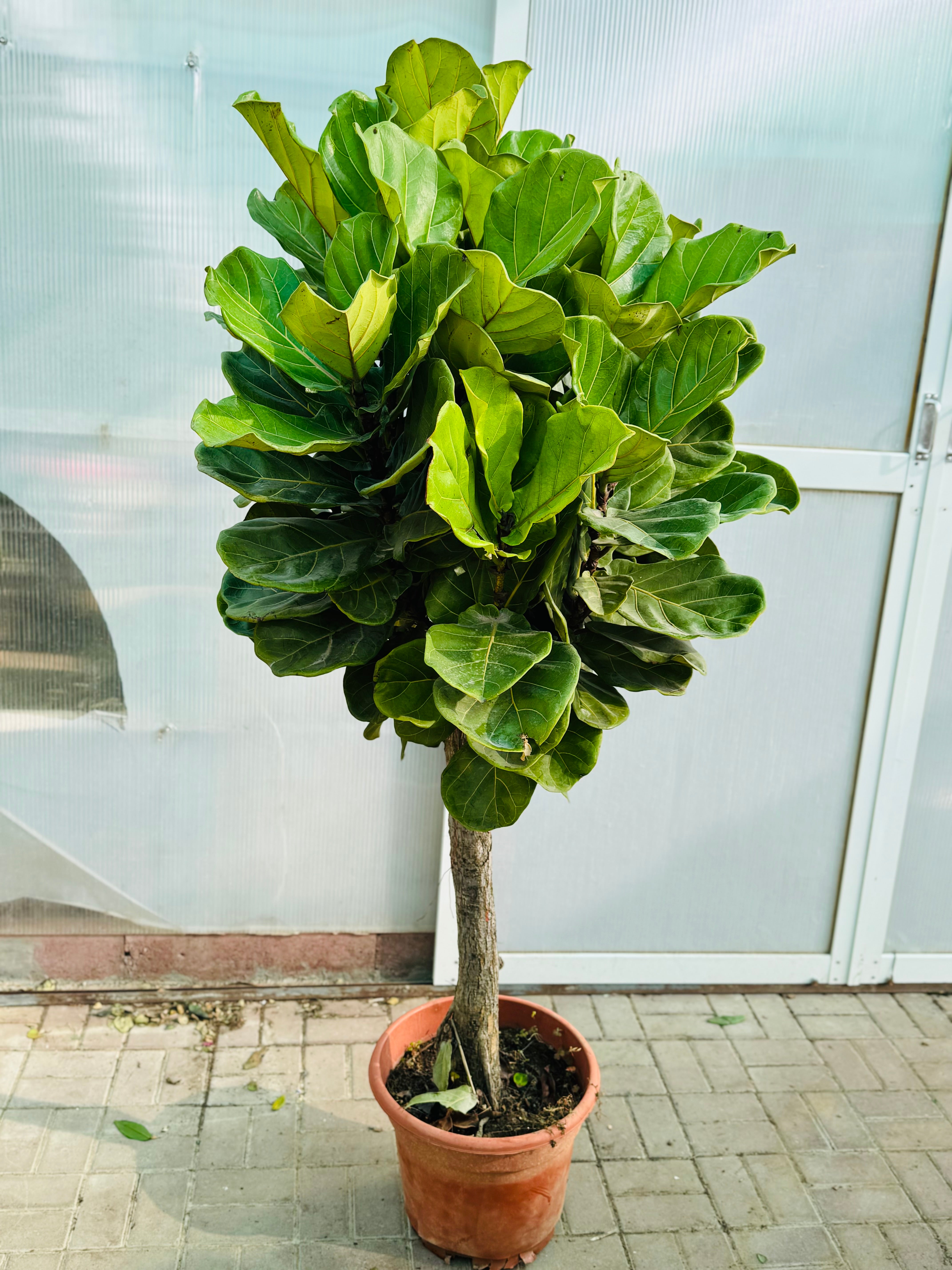 Fiddle Leaf Fig (Ficus Lyrata) – Premium Indoor Plant in White Ceramic Pot 180 cm