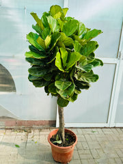 Fiddle Leaf Fig (Ficus Lyrata) – Premium Indoor Plant in White Ceramic Pot 180 cm
