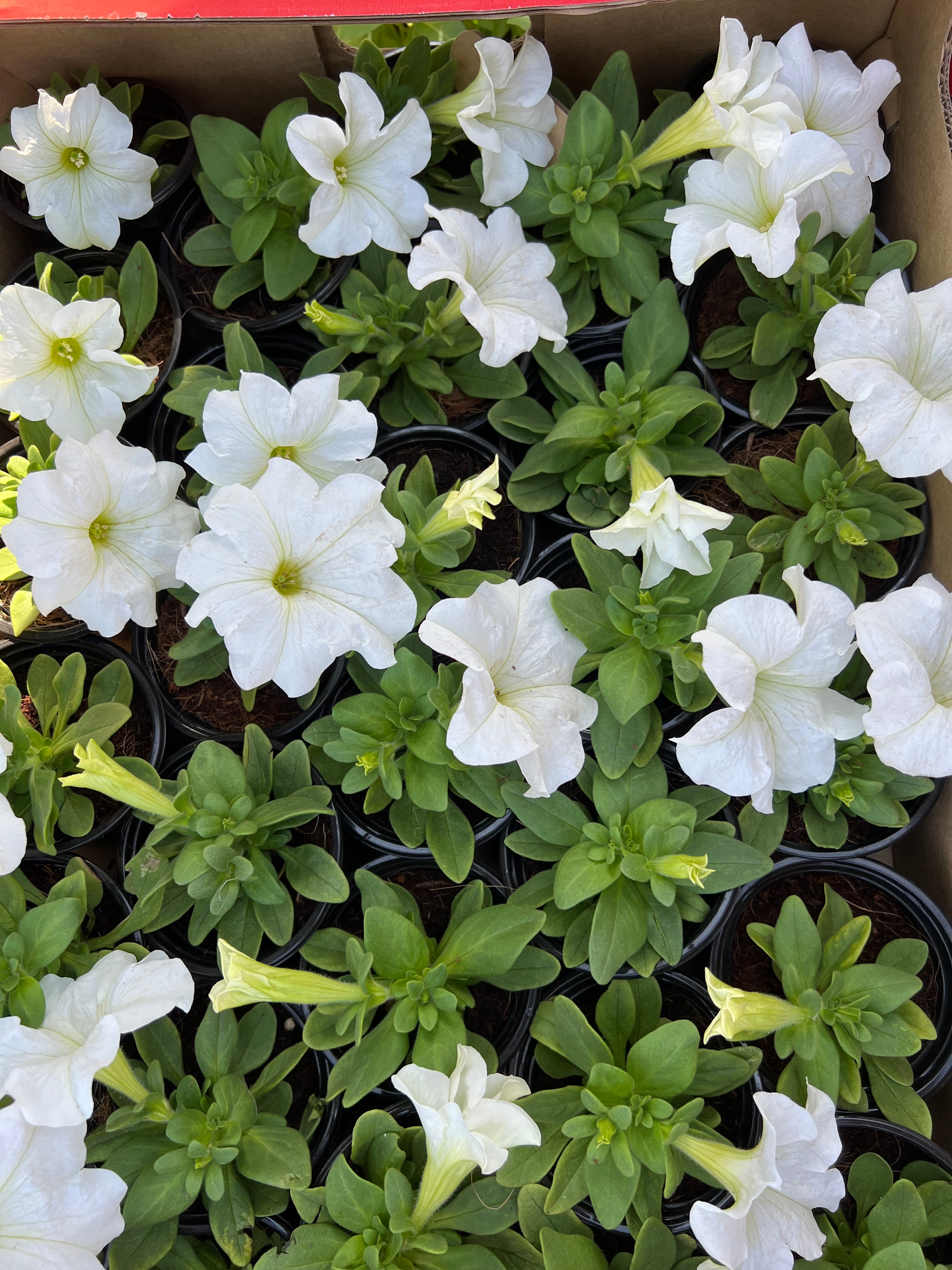 petunia flower Box of 30pcs Mix