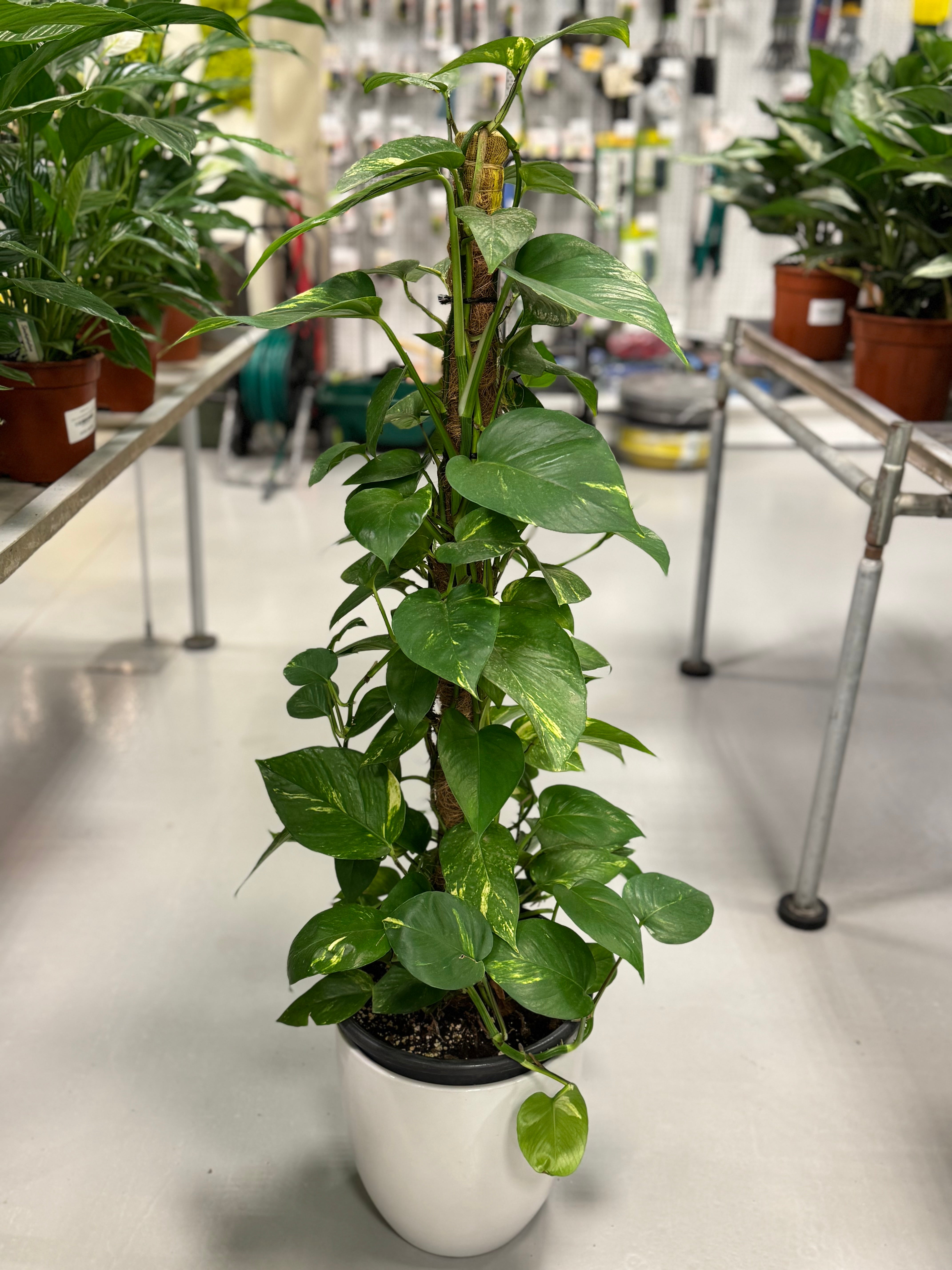 Golden Pothos (Epipremnum Aureum) – 100 CM with White Ceramic Pot